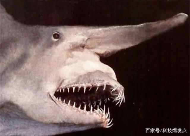 鯊魚的嘴里長出“齒輪”，逮捕獵物極為鋒利，科學家研究上百年！